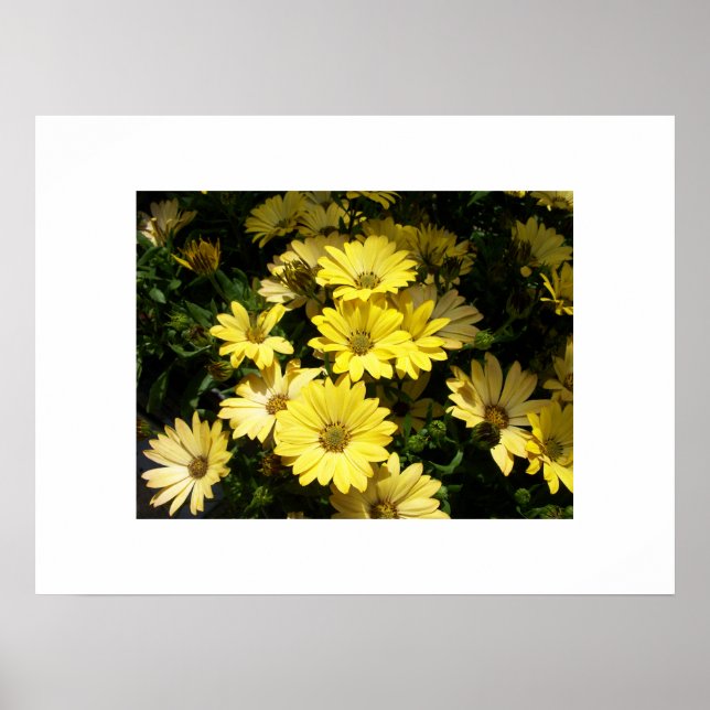 Poster de marguerites jaunes (Devant)