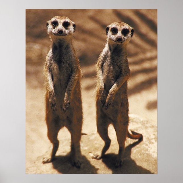 Poster de Meerkat (Devant)