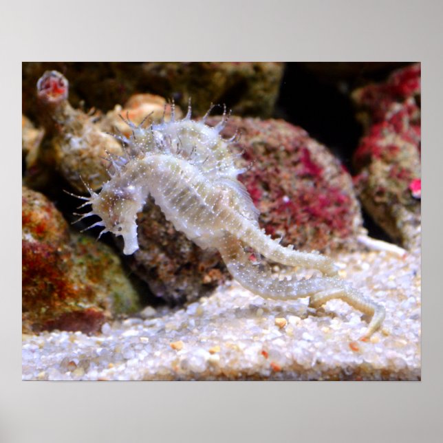 Poster ​ de mer ​ chevaux (Devant)