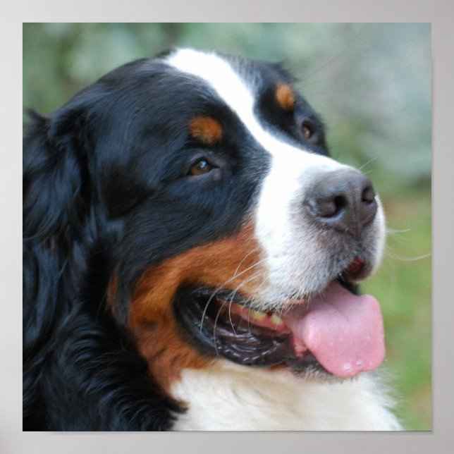 Poster de mignonne Bernese (Devant)