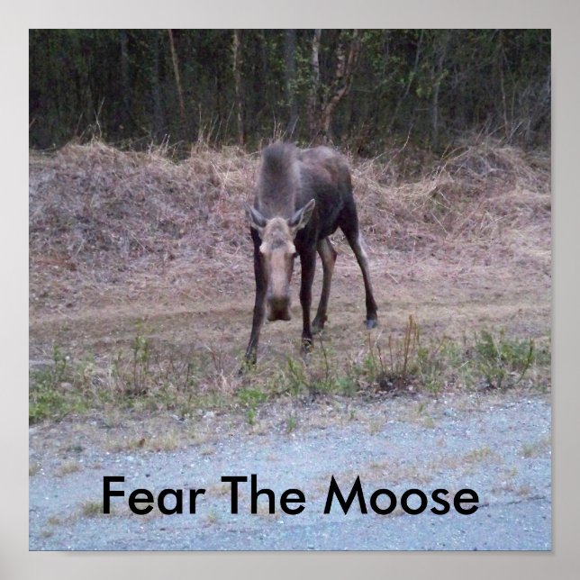 Poster de Moose (Devant)