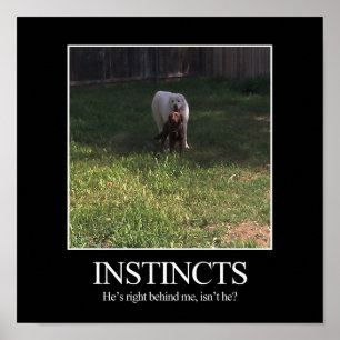 Poster de motivation, INSTINCTS