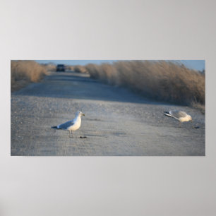 Poster de mouettes sur la promenade de la faune