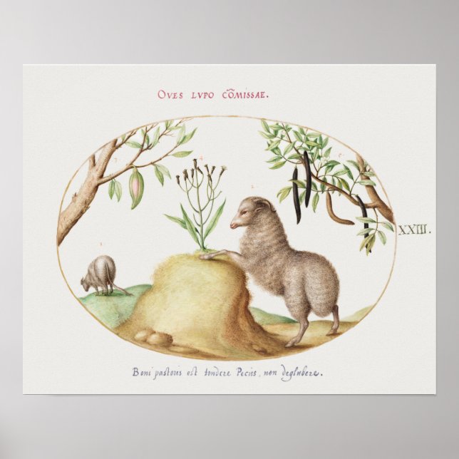 Poster de mouton vintage (Devant)