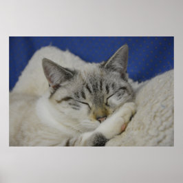 Poster de Nap 7 Cat Semi Gloss