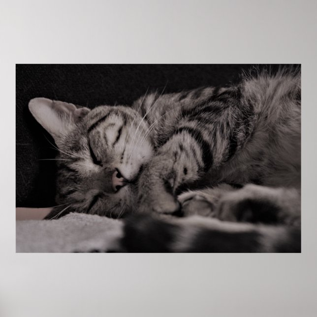 Poster de Nap 8 Cat Semi Gloss (Devant)