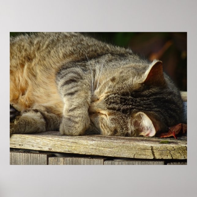 Poster de Nap 9 Cat Semi Gloss (Devant)