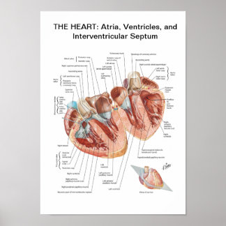 Poster de Netter Heart en coupe