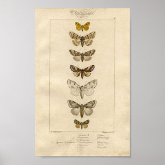 Poster de Nocturnes Specimen