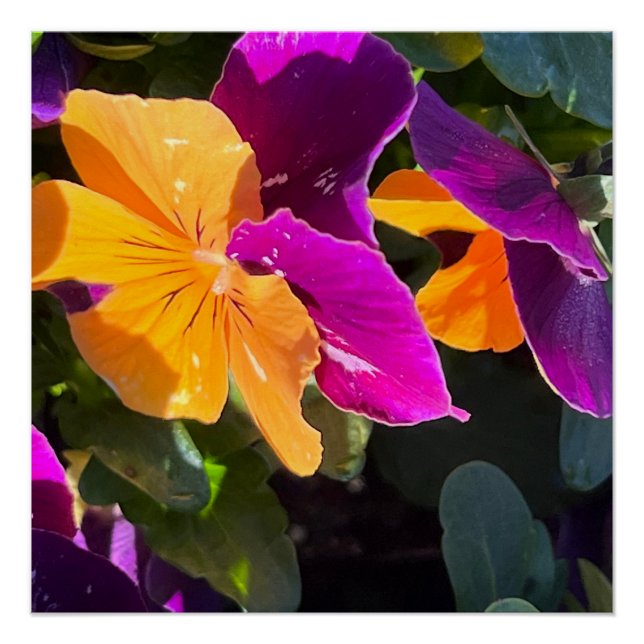 Poster de Pansy (Devant)