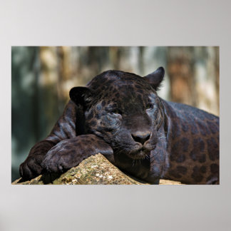 Poster de panthère personnalisé 24 po x 16 po