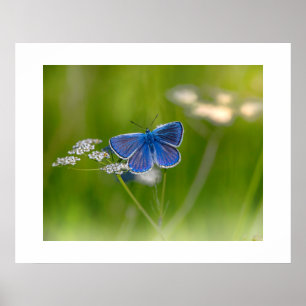 Poster de papillon bleu