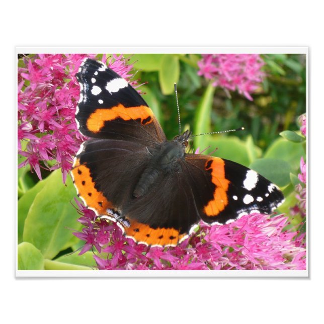 Poster de papillon noir et blanc orange (Devant)