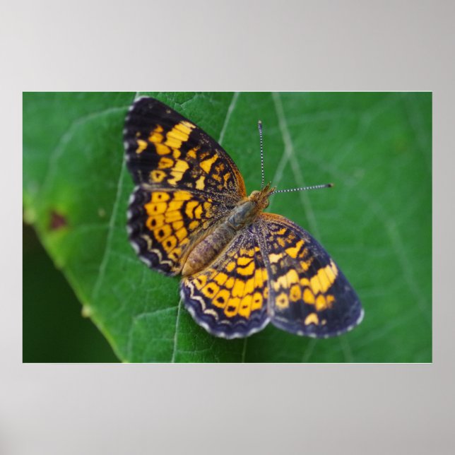 Poster de papillon Pearl Crescent (Devant)