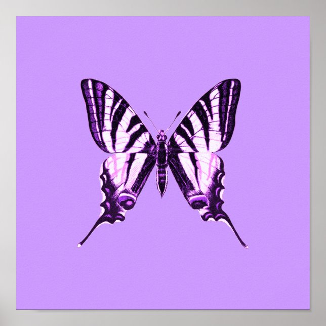Poster de papillon pourpre (Devant)