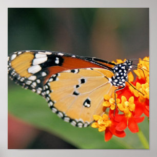 Poster de papillon Queen Imprimer