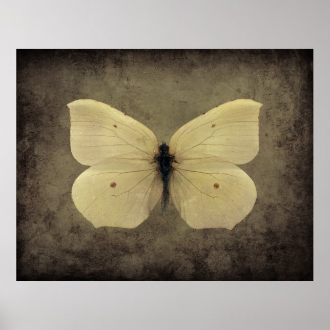 poster de papillon sépia vintage (Devant)