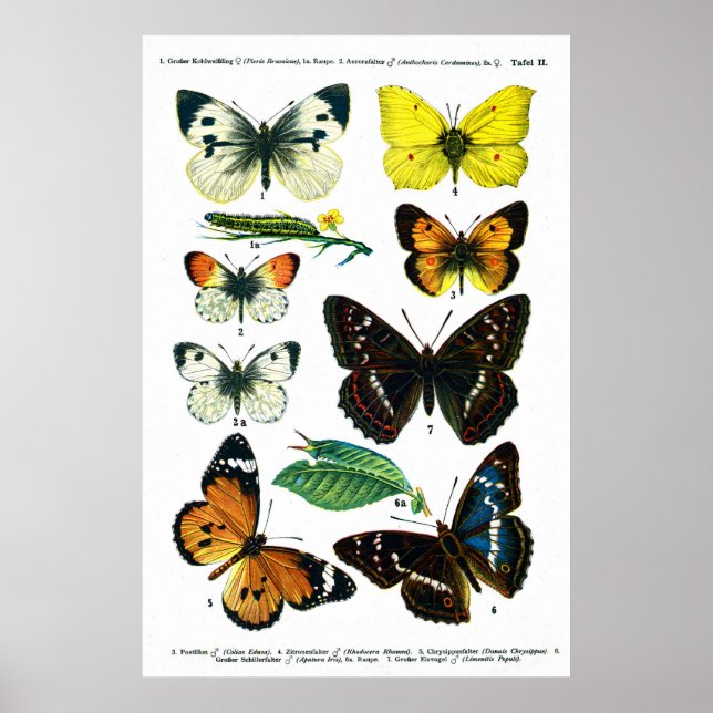 Poster de papillons II 24" x 36" (Devant)