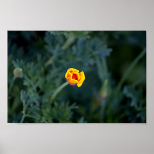 Poster de pavot Dreamen en Californie