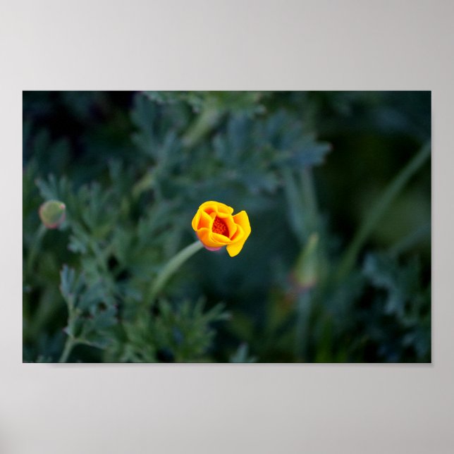 Poster de pavot Dreamen en Californie (Devant)