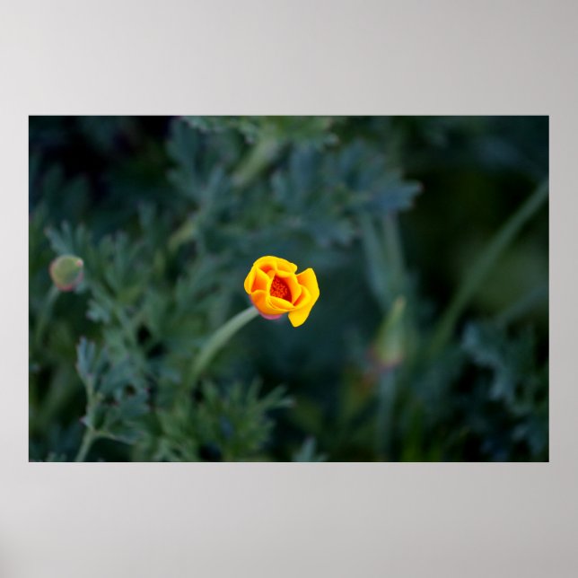 Poster de pavot Dreamen en Californie (Devant)
