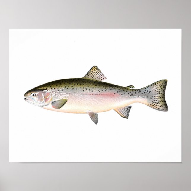 Poster de pêche - Poisson de truite arc-en-ciel (Devant)