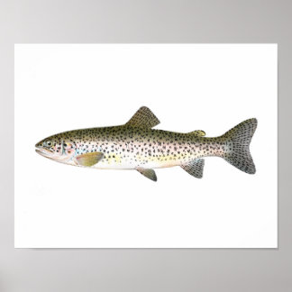 Poster de pêche - Poisson de truite Saumon