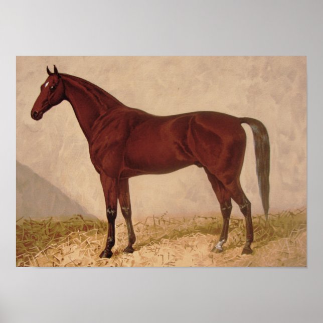 Poster de peinture de Cheval Arabe (Devant)