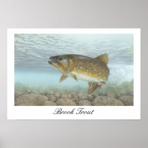 Poster de peinture de truite brook
