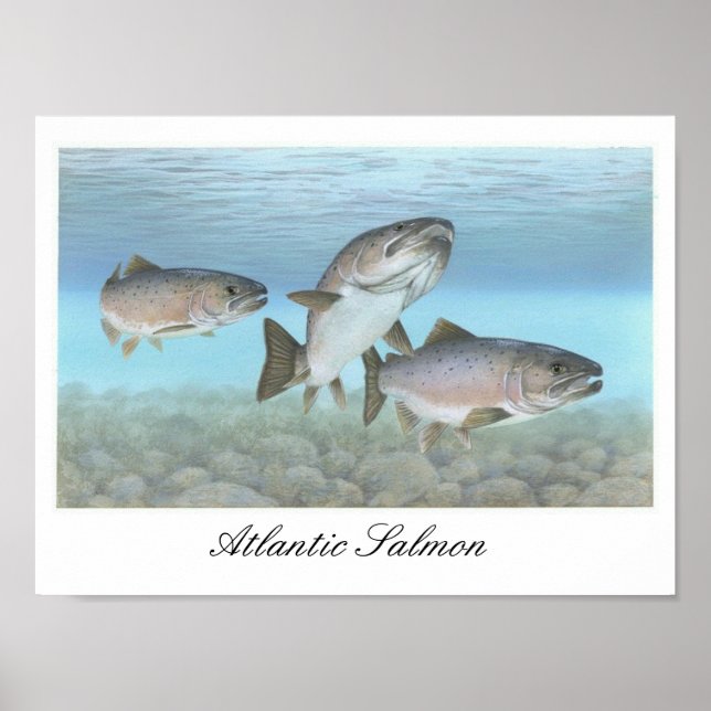 Poster de peinture Saumon de l'Atlantique (Devant)