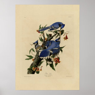 Poster de peinture vintage Bluebird