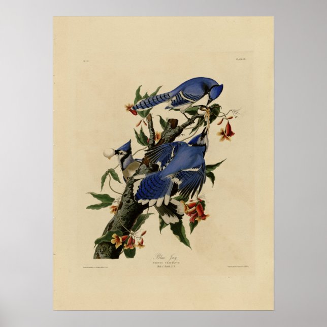 Poster de peinture vintage Bluebird (Devant)