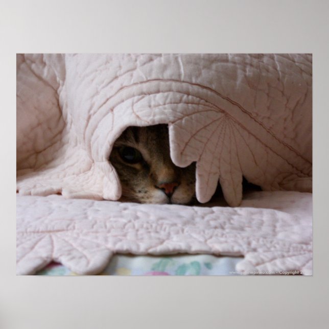 Poster de Pékin Tom (Devant)