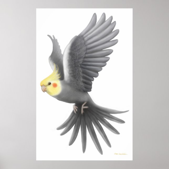 Poster de perroquet volant Cockatiel (Devant)