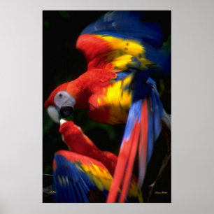 Poster de perroquets en amour