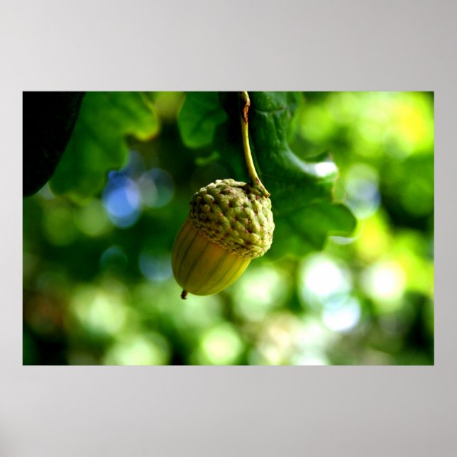 Poster De petits glands poussent de puissants chênes (Devant)