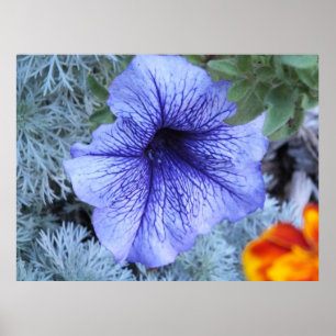 Poster de Petunia violet