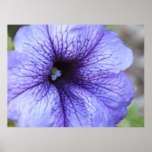 Poster de Petunia violet