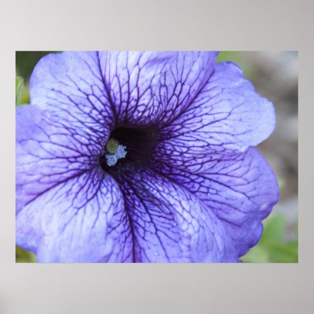 Poster de Petunia violet (Devant)