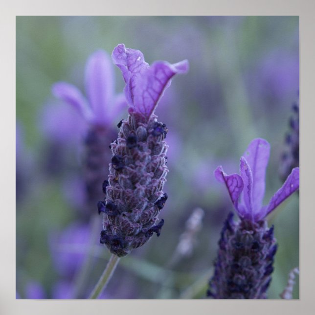 Poster de photos de fleurs de lavande Imprimer (Devant)
