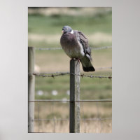 Poster de Pigeon Post