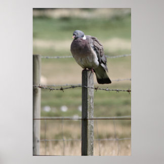 Poster de Pigeon Post