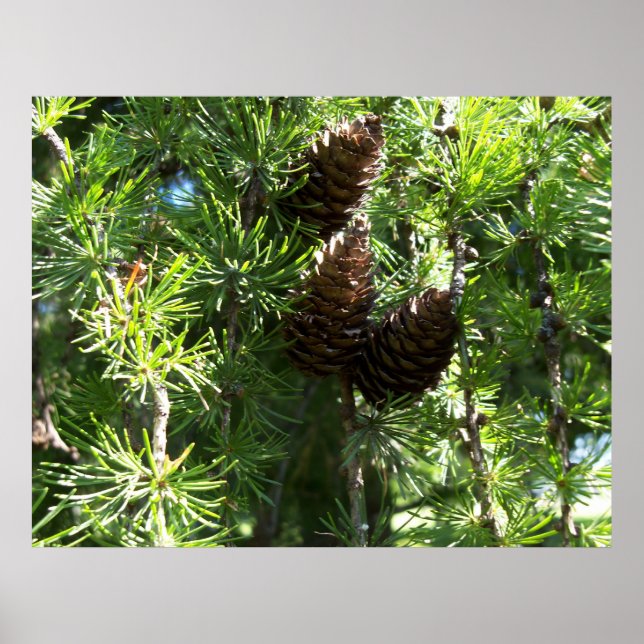 Poster de Pine Cones (Devant)