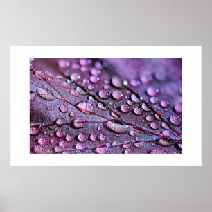 Poster de pluie violette