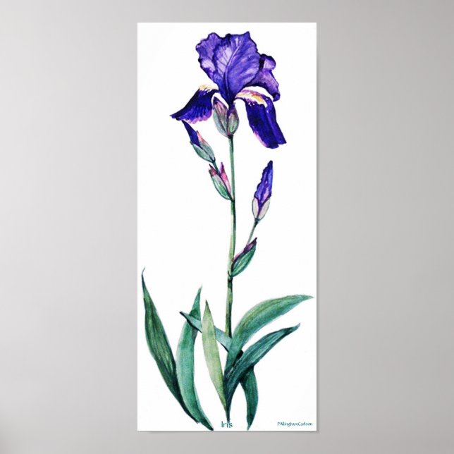 Poster de PMACarlson Elegant Iris (Devant)