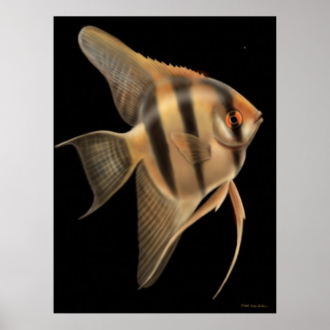 Poster de poisson-ange d'eau douce (Devant)