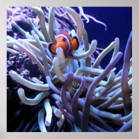 Poster de poisson clown Anemone