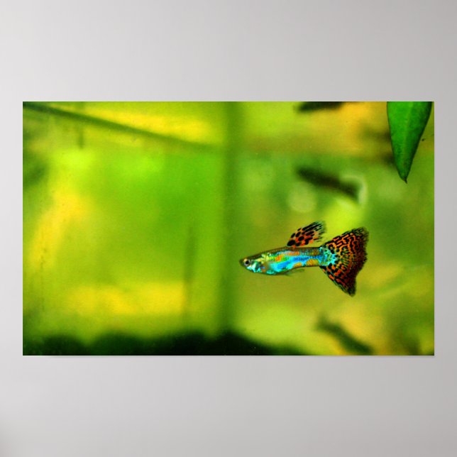 Poster de poisson guppy 1 (Devant)