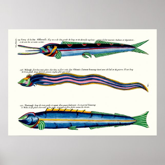 Poster de poisson maigre sur le blanc antique (Devant)