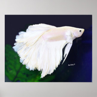Poster de poisson Platinum Betta